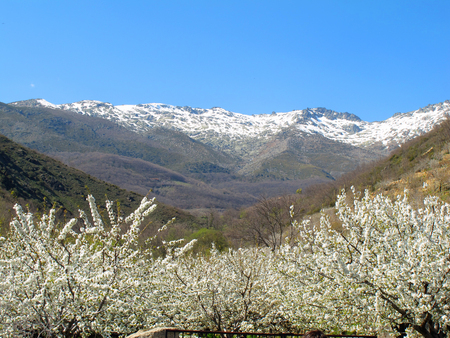 Sierra de Gredos - mountain, cherry blossoms, snow, spring