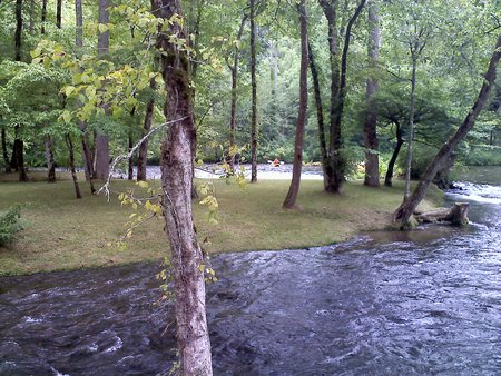 The river in summer - island, summer, forrest, river