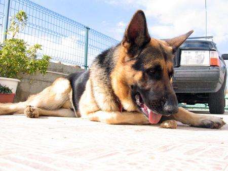 DOG AND A ROCK - breed, handsome, a, germanshepard