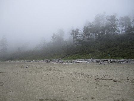 Pacific Mist - trees, oceans, beaches, pacific, sand