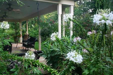 Garden days - relaxing, outside, peace, verandah, greenery, chairs, garden, cleomes