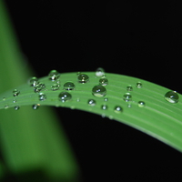 rain drops