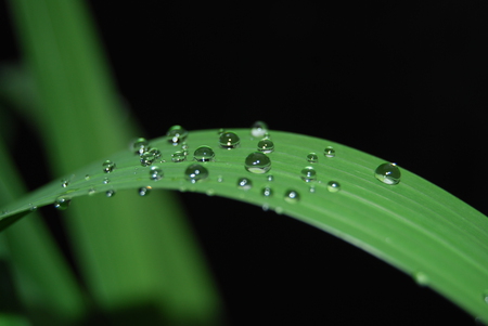 rain drops - drops, best, flower, rain