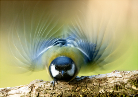 Departures - bird, quickly, blue, fly