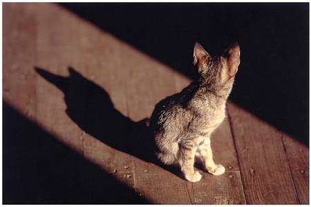 Where is behind me? - alone, cat, looking, shadow