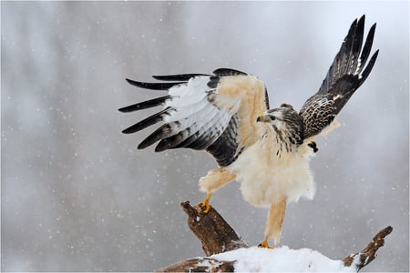 The Buzzard - snow, looking, behind, fly