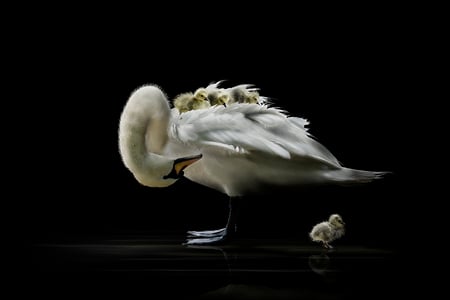 The Dropout - white, swan, water, beauty, spinal