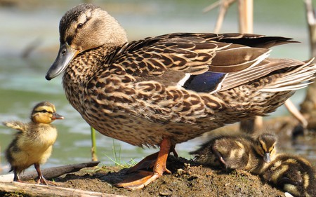 Fly - mother, hatchlings, marsh, ducks