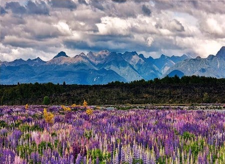 Nature's wild beauty - wildflowers, trees, nature, beauty, cloudy sky, mountains