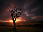 Dead tree in the Valley