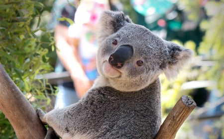 Handsome Aussie - bear, zoo, koala, tree