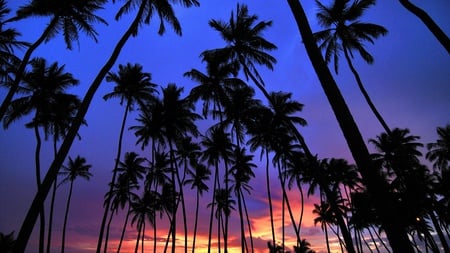 sunset palms - palm, pretty, pink, black, beach, blue, sky, orange, trees, sunset, nature