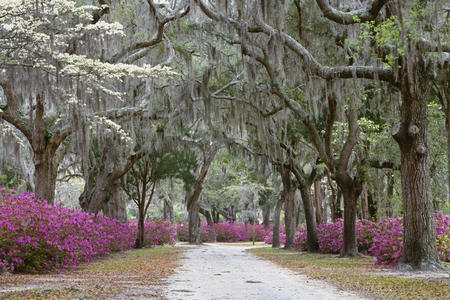 path to pink - flowers, trees, white, nature, pink, sky