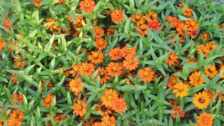 Orange Dream - orange, flowers, garden, natural