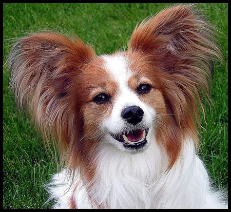 Papillon - brown and white, butterfly shaped ears, butterfly dog, small, papillon, friendly