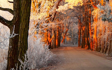 SUNRAYS AT DUSK - forest, winter, rays, light, orange, pathway, trees, sun