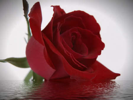 Rose Reflection - reflection, red, water, perfect, rose