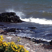 Waves and flowers