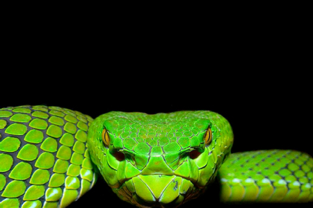 SNAKE - green, reptile, animals, snake