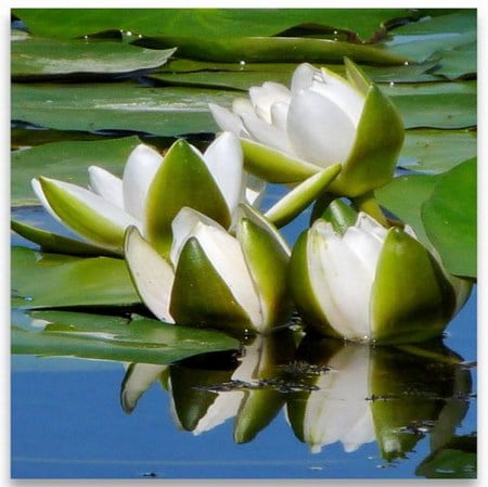 waterlily - white, pond, reflection, waterlily