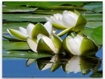 waterlily