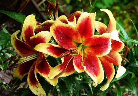 lovely lilys - lilys, flowers, yellow, red