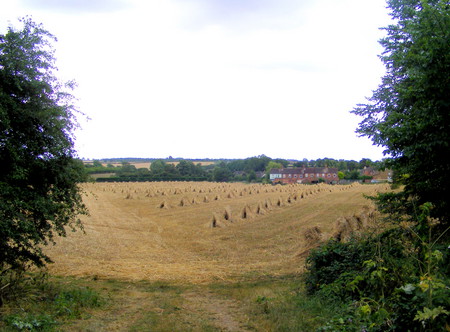 the art of stooking. - field, hay, bushes, trees