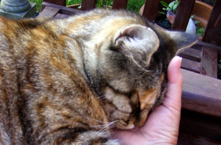 My Hand As A Pillow! - cat, me, love, hand, pillow