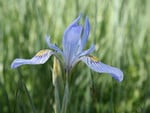 Meadow Iris