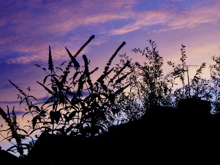 sunset  at home. - sky, pink, silhouettes, buddleia