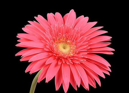 pink gerbera - nature, gerbera, flower, pink