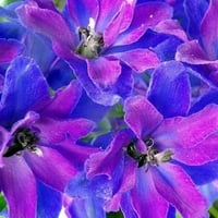 Colorful delphinium