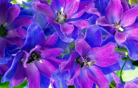 Colorful delphinium - pink, flowers, delphinium, blue, colorful