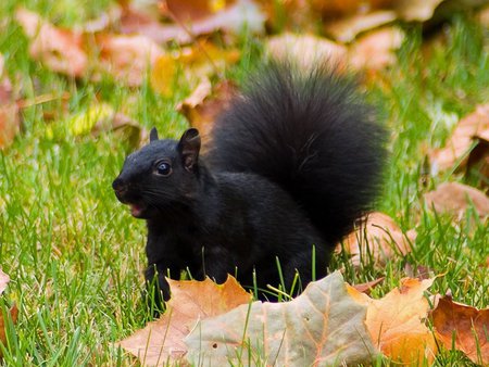 Black squirrel in autumn - leaf, squirrel, autumn, grass