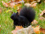 Black squirrel in autumn