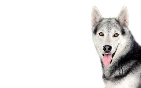 Siberian husky dog - siberian, wolf, husky, dog