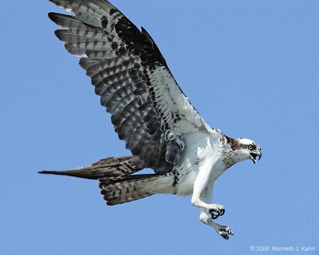 Osprey Calling - fish hawk, hawk, bird, osprey