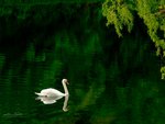 White swan in a pond