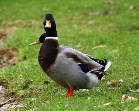 Mallar ducks - Ducks & Animals Background Wallpapers on Desktop Nexus ...