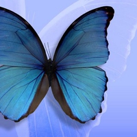 Blue butterfly