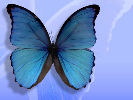 Blue butterfly - animal, butterfly, insect, blue