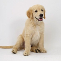 Young golden retriever