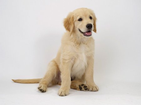 Young golden retriever - pet, animal, dog, puppy, golden retriever