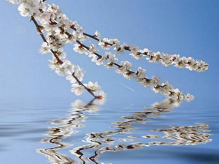 Dip of the blossom - white, dipping, branch, pear, blue, water, blossom