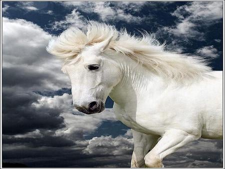 White stallion and the wind - blue, beautiful, strong, free, wind, white clouds, white, stallion, sky