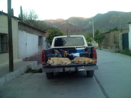 So tired - old car, tired, dogs, funny, old town