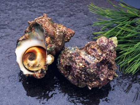 Sea-Food - water, snail, shell, food, ocean, entre