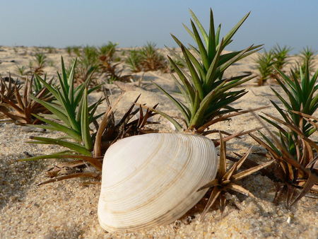 Lone Seashell - spikey, green, vegetation, plant, pippy, shell