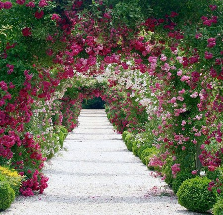 Roses roses everywhere - roses, white, archway, red, green, pink, walkway