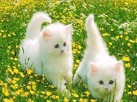 Flower frolic - fluffy, white, kittens, pair, field, yellow flowers, playing